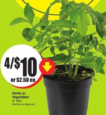 FreshCo Herbs or vegetables 4 pot offer