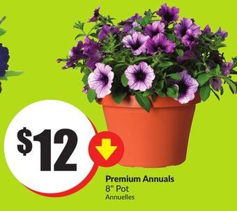 FreshCo Premium annuals 8 pot offer