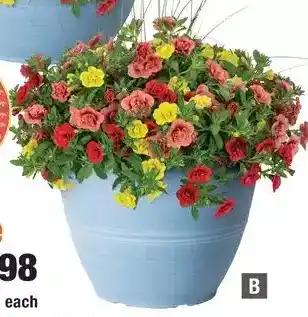Home Depot Vigoro plant of the year - cabanachoa toucan tango - planter offer
