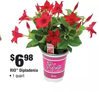 Home Depot Rio dipladenia offer