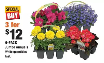 Home Depot 6-pack jumbo annuals offer