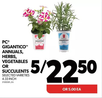 Real Canadian Superstore Pc gigantico annuals, herbs, vegetables or succulents offer