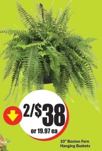 FreshCo 10" Boston Fern Hanging Baskets offer