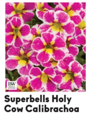 Superbells holy cow calibrachoa