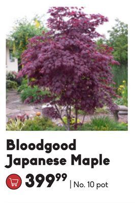 Sheridan Nurseries Bloodgood japanese maple offer