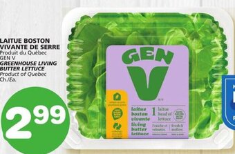 IGA GREENHOUSE LIVING BUTTER LETTUCE offer