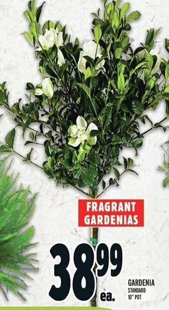 Metro GARDENIA STANDARD 10" POT offer