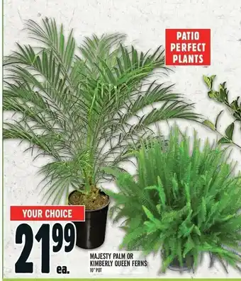 Metro MAJESTY PALM OR KIMBERLY QUEEN FERNS offer