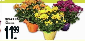 Metro CHRYSANTHEMUM offer