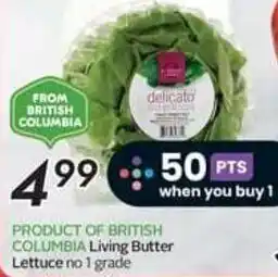 Safeway Living Butter Lettuce no 1 grade offer