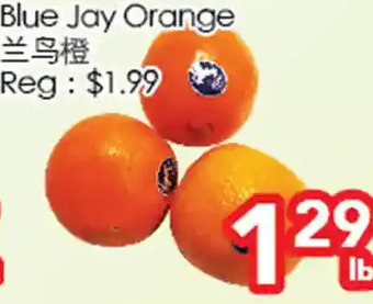 Blue jay orange