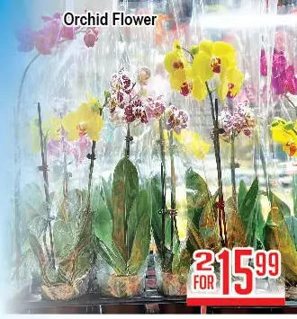 Skyland Foodmart Orchid flower offer