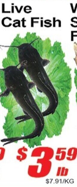 Jian Hing Supermarket Live Cat Fish offer