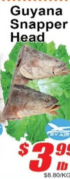 Guyana Snapper Head