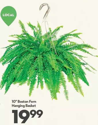 Longo's 10 boston fern hanging basket offer