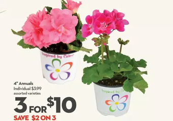 Longo's 4 annuals offer