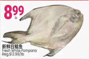 Fresh white pompano