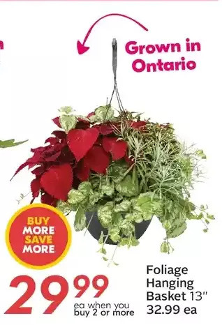Sobeys Foliage hanging basket 13 offer