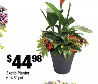 Home Depot Exotic planter offer