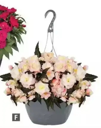 Home Depot Viva! i'conia la luna hanging basket offer