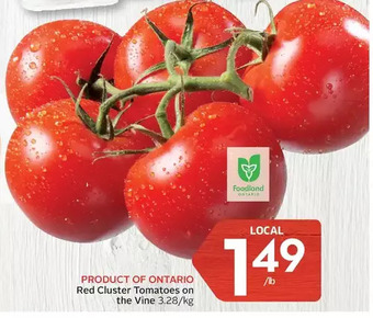 Foodland Red cluster tomatoes on the vine offer