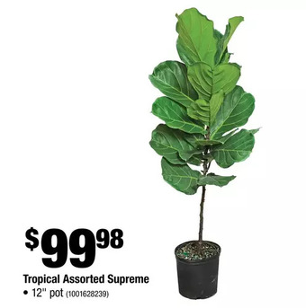 Home Depot Tropical assorted supreme offer