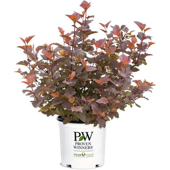 Home Depot Proven winners - ginger wine ninebark offer