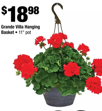 Home Depot Grande villa hanging basket offer