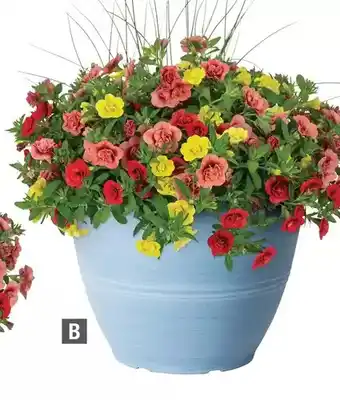 Home Depot Vigoro toucan tango cabanachoa planter offer