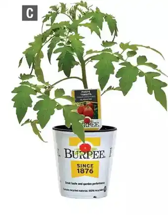 Home Depot Burpee - tomato offer