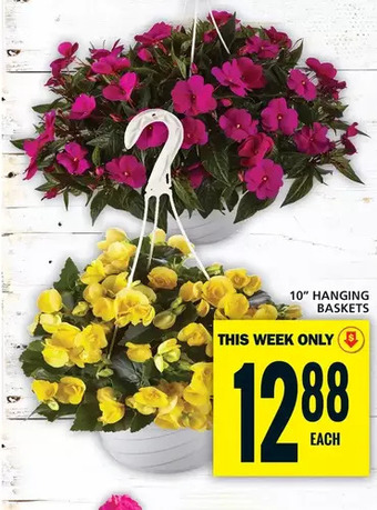 Food Basics 10 hanging baskets offer