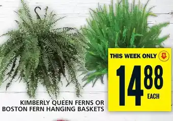 Food Basics Kimberly queen ferns or boston fern hanging baskets offer