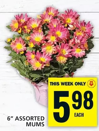 Food Basics 6 mums offer