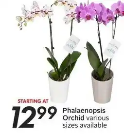 Sobeys Phalaenopsis Orchid offer
