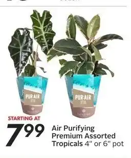 Sobeys Air Purifying Premium Assorted Tropicals offer