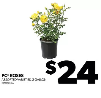 Real Canadian Superstore Pc roses offer
