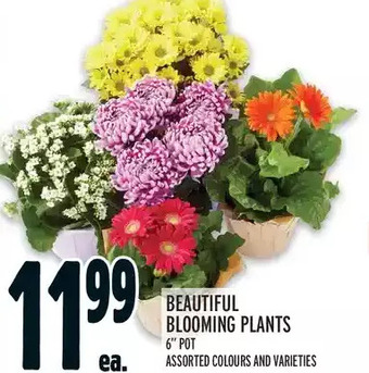 Metro Beautiful blooming plants offer