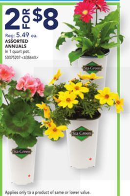 Lowe's Assorted annuals offer