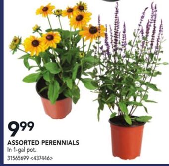 Lowe's Assorted perennials offer