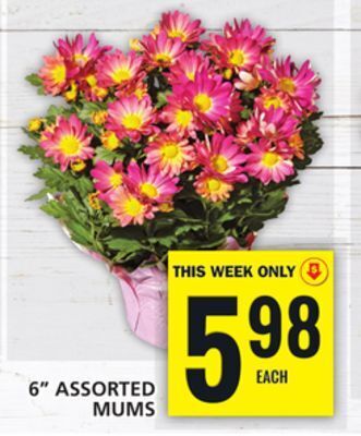 Food Basics 6 assorted mums offer
