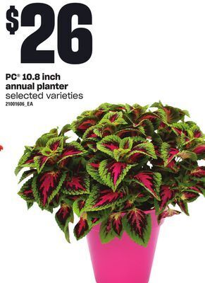 Loblaws Pc 10.8 inch annual planter offer