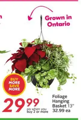 Sobeys Foliage hanging basket offer