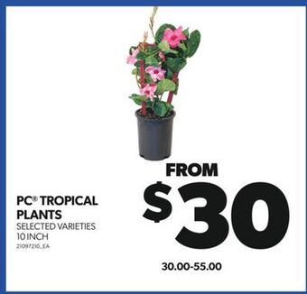 Real Canadian Superstore Pc® tropical plants, 10 inch offer
