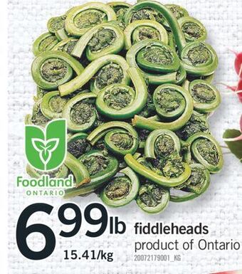 Fortinos Fiddleheads offer