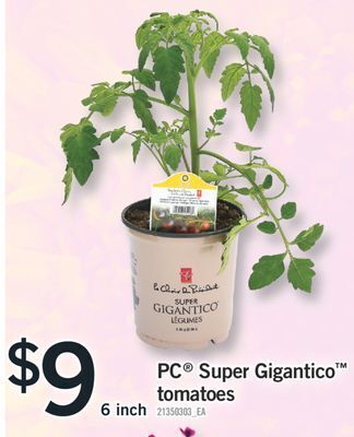 Fortinos Pc® super gigantico™ tomatoes offer
