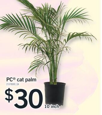 Fortinos Pc® cat palm, 10 inch offer