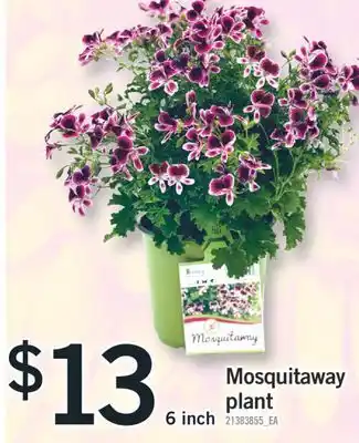 Fortinos Mosquitaway plant plant offer