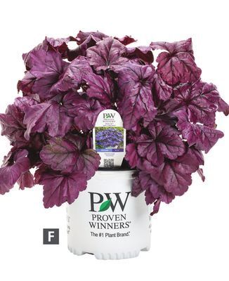 Home Depot Proven winners® dolce 'wildberry' coral bells offer
