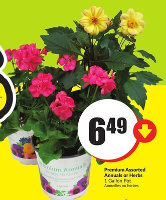 FreshCo Premium assorted annuals or herbs 1 gallon pot offer