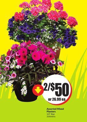 FreshCo Assorted mixed planters 13 pot offer